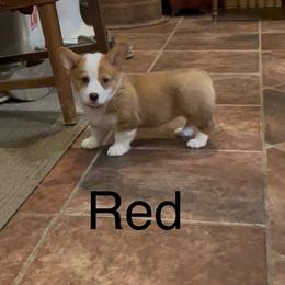 Girl 1 - Red female Pembroke Welsh Corgi puppy in Waxahachie, Texas from 4G Farms