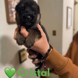 Cristal - Black and red female German Shepherd puppy in Harvard, Illinois from Aus Dem Meer German Shepherds