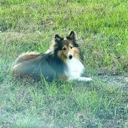 Rookie - Shetland Sheepdog
