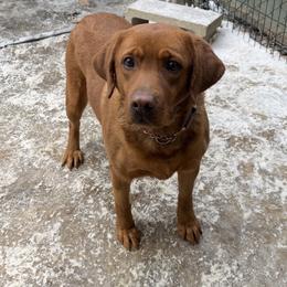 Penny - Yellow female Labrador Retriever puppy in Strafford, New Hampshire from Alley Rock Labradors, LLC