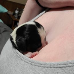 English Springer Spaniel Puppies from Rocky Top Springer Spaniels