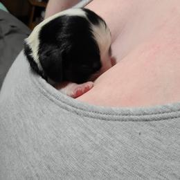 English Springer Spaniel Puppies from Rocky Top Springer Spaniels