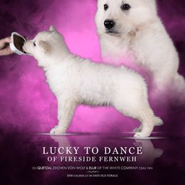 Lucky to Dance of Fireside Fernweh - White female Berger Blanc Suisse puppy in Chestnut, Illinois from Fireside Fernweh
