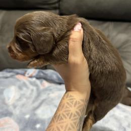 Chip - Chocolate and tan male Dachshund puppy in Camdenton, Missouri from Camden Line Dachshunds