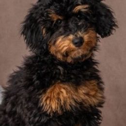 Poodle Puppies from Horse Creek Valley Ranch