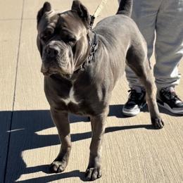 Cane Corso puppies from Battalion Cane Corso