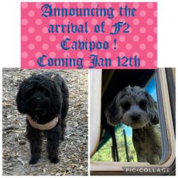 Cavapoo Puppies from Bleu Moon Cavapoo’s