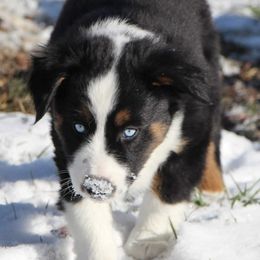 Miniature Australian Shepherds and Toy Australian Shepherds from Endsley’s Toy Aussies