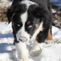 Miniature Australian Shepherds and Toy Australian Shepherds from Endsley’s Toy Aussies