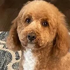 Goldendoodles from McDoodles.org