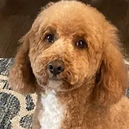 Goldendoodles from McDoodles.org