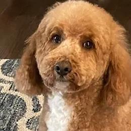 Goldendoodles from McDoodles.org