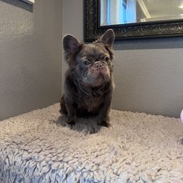 Boy 1 - French Bulldog puppy in Fort Worth, Texas from North Side Frenchies Texas