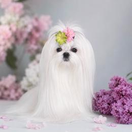 Panacotta - Maltese