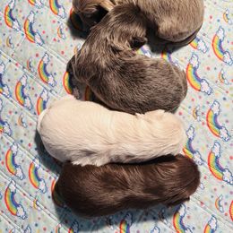 Shih Tzus from Shih Tzu Hauz