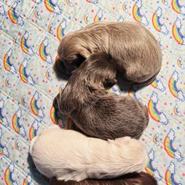 Shih Tzus from Shih Tzu Hauz