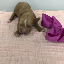 Purple collar - Red  female Goldendoodle puppy in Calico Rock, Arkansas from Cottrell’s Poodles & Doodles