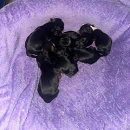 Boy 1 - Black and tan male Yorkshire Terrier puppy in Grant Town, West Virginia from Lauren's Yorkshire Terriers