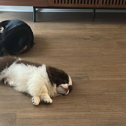 Pekingese and Poodle Puppies from Dogs lovers