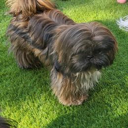 Shih Tzu Puppies from Margaret Szegda