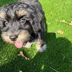 Caribbean - Tri-color female Australian Labradoodle puppy in Denton, Texas from Liberty Hill Labradoodles