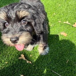 Caribbean - Tri-color female Australian Labradoodle puppy in Denton, Texas from Liberty Hill Labradoodles