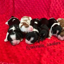 "Hollywood Stars Litter 2022" Cavalier King Charles Spaniel Puppies from Adorable Cavaliers of Southern California