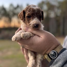 Dolly - Parti female Poodle puppy in Osyka, Mississippi from Southern Sunshine Standards