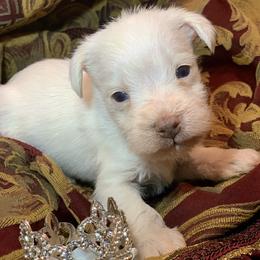 Christopher - White male Schnoodle puppy in Kentucky from Mrs Bs Teeny Schnauzers & Doodles