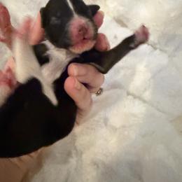 Boy 5 - Black and white male Aussiedoodle puppy in Martin County, Florida from Biggie Ranch