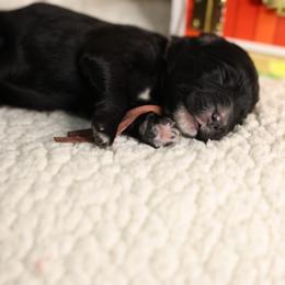 Bunny - Black and white female Bernedoodle puppy in Seffner, Florida from TOP NOTCH PUPS- BERNEDOODLE BREEDER