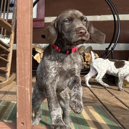 German Shorthaired Pointer Puppies from Blue Kai Kennels