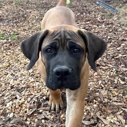 Boy - Brown male Boerboel puppy in Prattville, Alabama from Indian Ridge Boerboels