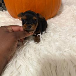Cookie (purple and lilac collar) - Black and tan female Yorkshire Terrier puppy in Selden, New York from Alisha's Yorkshire Terriers