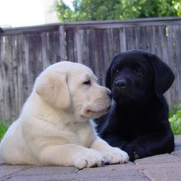 Labrador Retriever Puppies from Caerleon Ranch