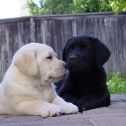 Labrador Retriever Puppies from Caerleon Ranch