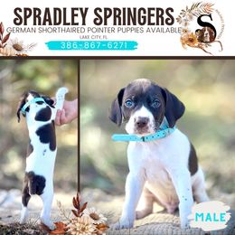 English Springer Spaniel and German Shorthaired Pointer Puppies from Spradley Springers