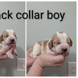 Black Collar - Lemon and white male Basset Hound puppy in Brantley, Alabama from Lindsey's Puppies