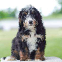 Butter - Tri-color male Bernedoodle puppy in Dundee, Ohio from Down Home Doodle