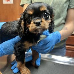 Girl 1 - Tri-color female Cavalier King Charles Spaniel puppy in Chattanooga, Tennessee from Oodles of Cuties!