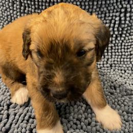 Yellow collar - Black and white female Saint Berdoodle puppy in Saint Joseph, Missouri from Home Raised St. Berdoodles