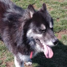 Honor - Siberian Husky
