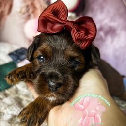 Aphrodite - Chocolate Merle Phantom Cavapoo F1b - Merle female Cavapoo puppy in Tucson, Arizona from Cavapoo Puppy Parade