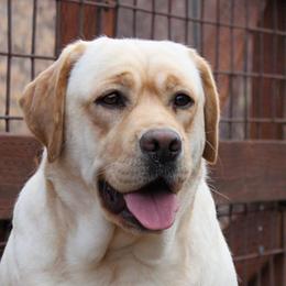 Basil - Labrador Retriever