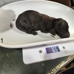 Onyx - Black male Dachshund puppy in Cabool, Missouri from Dachshund's of Country Magic Farms in Missouri