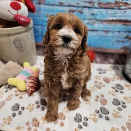 Zayna - Red female Cavapoo puppy in Lebanon, Missouri from Danielle’s Doodles