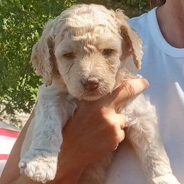 Poodle Puppies from Southwest Standards
