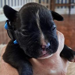 Light blue - Brindle male Boxer puppy in Franklin, Georgia from Lakeside Kennels of Franklin