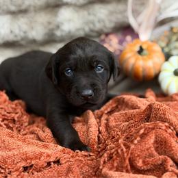 Quail - Chocolate female Labrador Retriever puppy in Sweet Home, Oregon from Knotty Creek Labradors