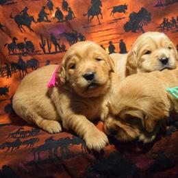 Golden Retriever and Jack Russell Terrier Puppies from VS Golden Fields